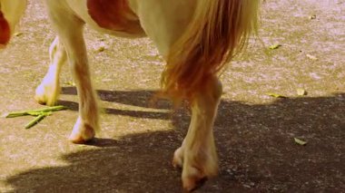 At Bacakları ve Kuyruk Gezintisi 'nin Arka Görünümü, Hayvancılık Hareketi ve Kırsal Günlük Yaşam