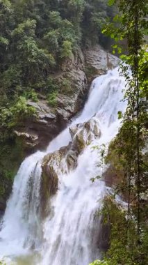 Dikey video. Etrafı yoğun tropikal ormanlarla çevrili, Şelale Şelalesi Şelalesi Yeşil Yeşillikler arasından süzülerek Vahşi Doğa Kaçışı ve Macera Yolculuğu Ormanı 'na dönüşüyor.