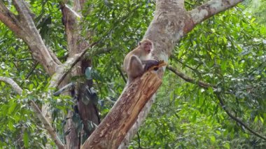 Ağaç gövdesinde oturan Vahşi Maymun yoğun tropikal orman yeşil yapraklarıyla çevrili Durian meyvelerini yiyor Doğal Yaban Hayatı Besleme ve Egzotik Orman Ormanını gösteriyor