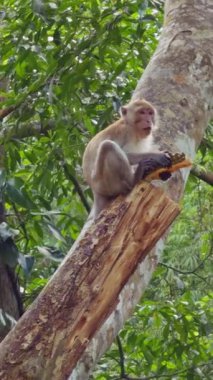 Dikey video. Ağaç gövdesinde oturan Vahşi Maymun yoğun tropikal orman yeşil yapraklarıyla çevrili Durian meyvelerini yiyor Doğal Yaban Hayatı Besleme ve Egzotik Orman Ormanını gösteriyor