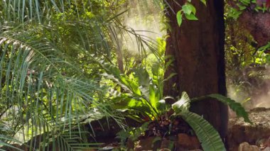 Güneş ışınları Tropikal Orman Bitkileri ve Palmiye yaprakları arasında parlıyor Sıcak ve egzotik Orman Atmosferiyle Huzurlu Doğa Sahnesi
