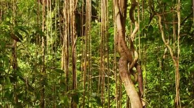 Asılı Orman Asmaları ve Ağaç Gövdeleri Yoğun Tropikal Ormanın İçinde Sıcak Güneş Işığıyla Gizem ve Dokunulmamış Doğa Teması Oluyordu