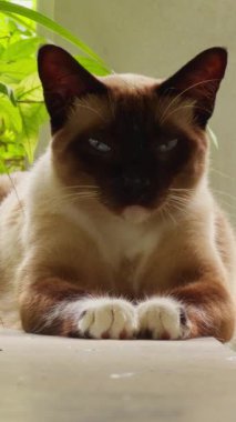 Dikey video. Siyam Kedisi Sakince Balkon Korkuluğunda Dinleniyor Gün Işığında Yeşillik Bitkilerle çevrili Tropik Bahçede Huzurlu Evcil Hayvan Hayatı