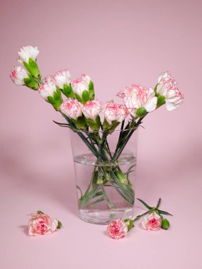 Mini karanfil çiçekleri pembe arka planda vazoda