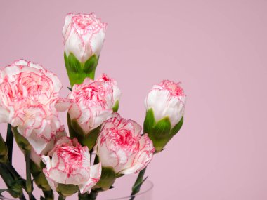 Mini karanfil çiçekleri pembe arka planda vazoda