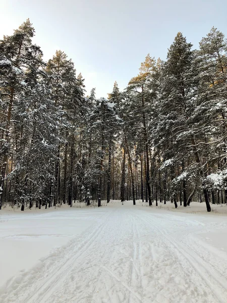 겨울 풍경: 눈으로 덮여 있는 숲 속의 초록수 — 스톡 사진