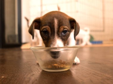 Jack Russel şeffaf bir kaseden yemek yiyor.