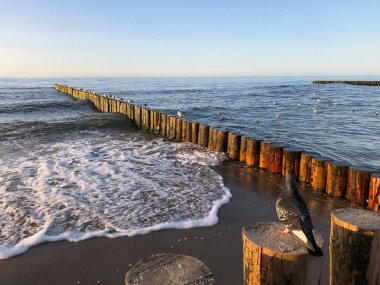 Baltık Denizi 'nin dalgakıranlarında oturan güvercinler ve martılar