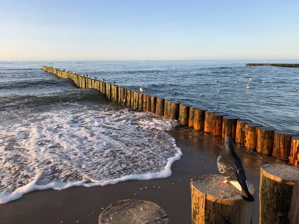 Baltık Denizi 'nin dalgakıranlarında oturan güvercinler ve martılar