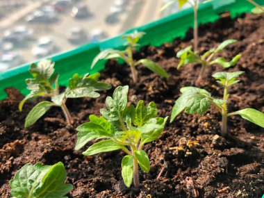 Balkon bahçesi: bir apartman binasının balkonundaki konteynırda taze domates filizleri