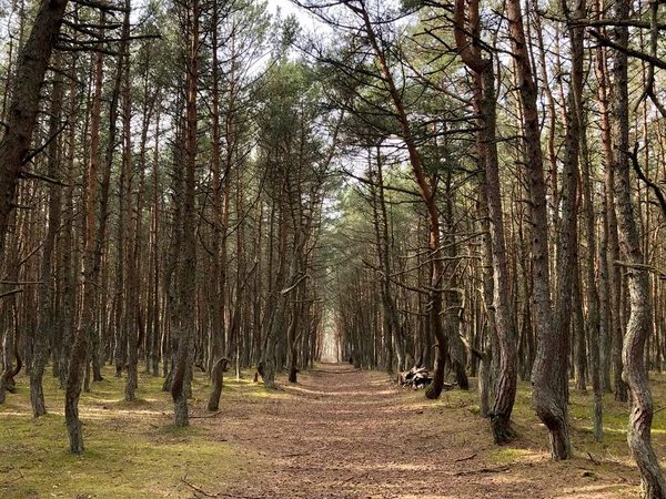 Yoğun bir çam ormanında yürüyüş yolu