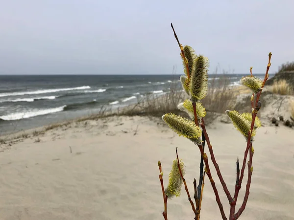 Pussy willow on a sandy beach of the Baltic Sea —  Fotos de Stock