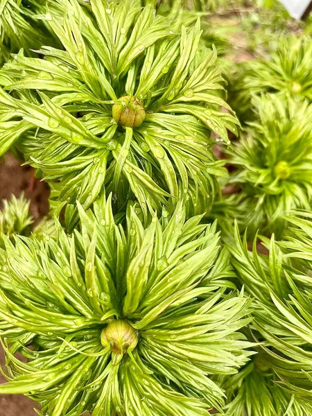 Paeonia anomala oder Maryin Wurzel. Frisches Grünzeug einer Blume, die noch nicht geblüht hat. — Stockfoto