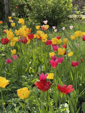 Çiçek tarhında parlak laleler. Baharda bahçe.