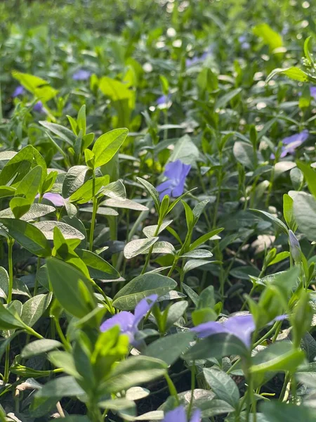 화창 한 날 잔디밭에 있는 작고 푸른 꽃들 — 스톡 사진