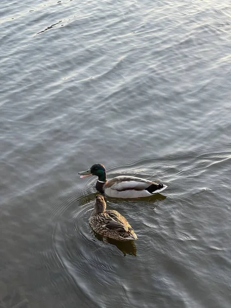 Two ducks swimmimg in the water at sunset