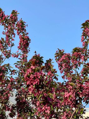 Mor çiçekli elma ağacı mavi gökyüzünün arka planında