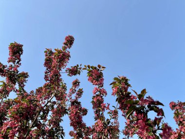 Mor çiçekli elma ağacı mavi gökyüzünün arka planında