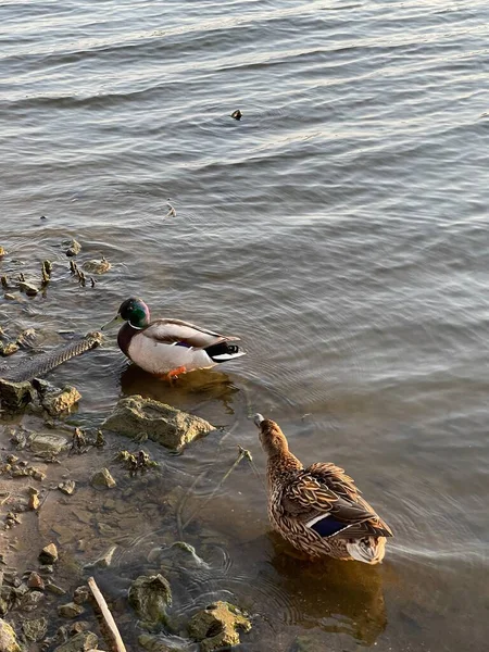 夕阳西下时两只鸭子在水里荡秋千 — 图库照片