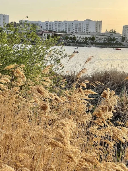 Droge pampas gras op het Kaban meer in het centrum van Kazan, Rusland — Stockfoto