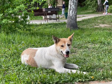 Parktaki sıska melez köpek, sade bir şekilde bakıyor.