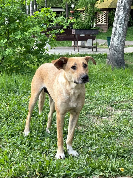 Dünner Mischlingshund im Park, der klagend guckt — Stockfoto