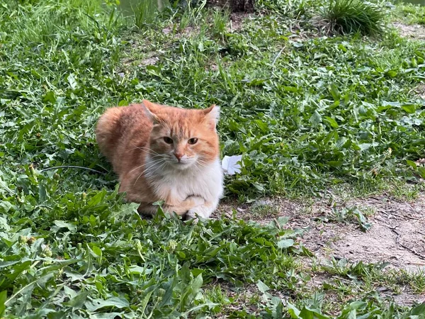 Red mongrel cat in the park, looking plaintively — Stock Photo, Image