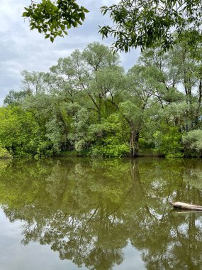 Suyun pürüzsüz yüzeyine yansıyan ağaçlar