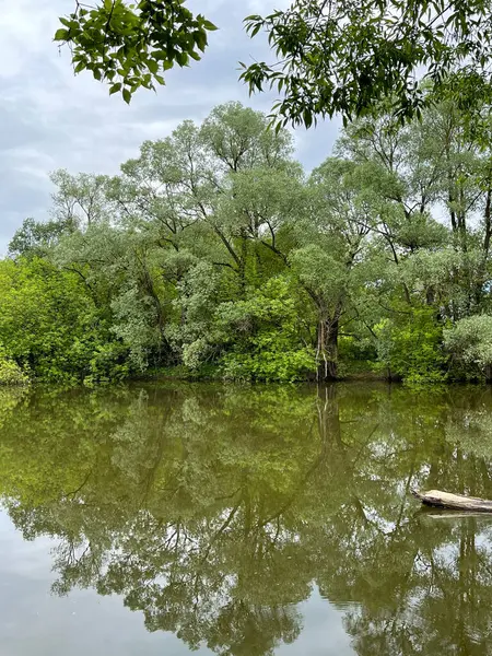 Suyun pürüzsüz yüzeyine yansıyan ağaçlar