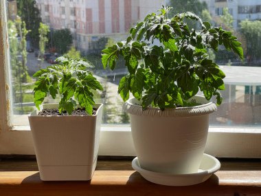 Balkon bahçesi. Çok katlı bir binanın balkonundaki tencerede domates çalısı.