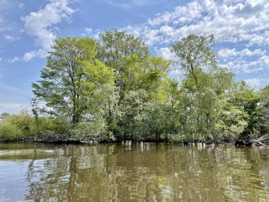 Suyun pürüzsüz yüzeyine yansıyan ağaçlar.