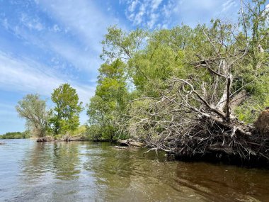 Suyun pürüzsüz yüzeyine yansıyan ağaçlar.