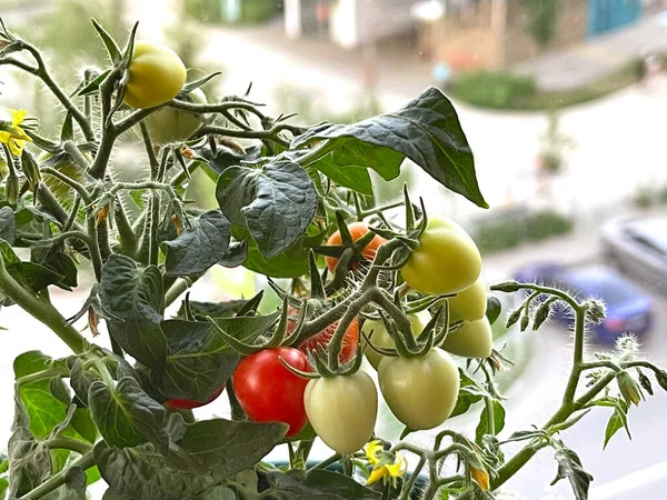 Balkon bahçesi. Çok katlı bir binanın balkonunda kırmızı ve yeşil domatesli domates çalısı. — Stok fotoğraf