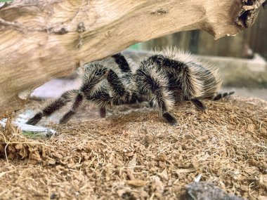 Dev tarantula örümceği, Brachypelma albopilosum, bir ağaç dalında