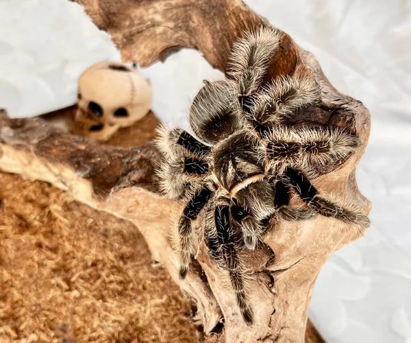 Aranha de tarântula gigante, Brachypelma albopilosum, em um galho de árvore — Fotografia de Stock