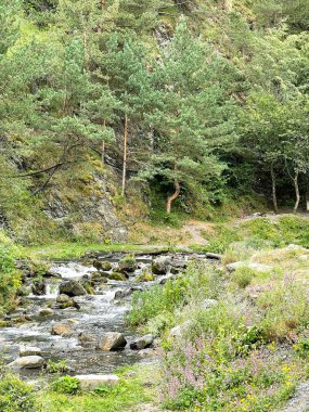 Dar bir dağ nehri kozalaklı ağaçlar arasında yeşil bir vadiye akıyor.