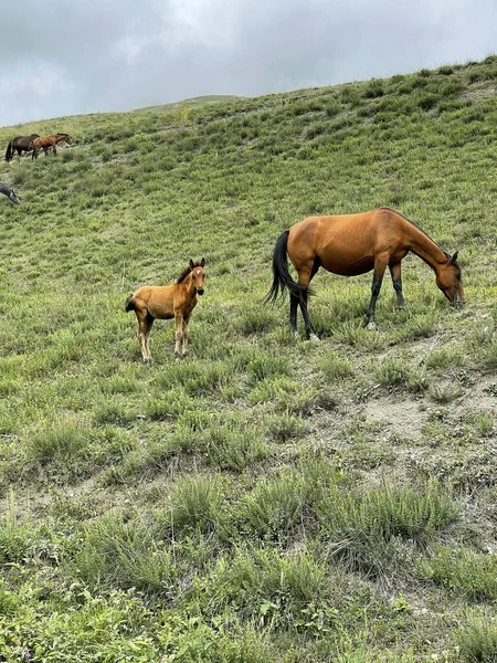 小鹿和它的妈妈在山坡上吃草 俄罗斯高加索 — 图库照片