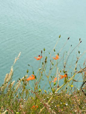 Turkuaz suyun arka planında yabani gelincikler ve çeşitli otlar..