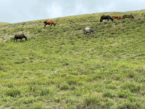 Wild horses feeding on a hillside. Caucasus, Russia