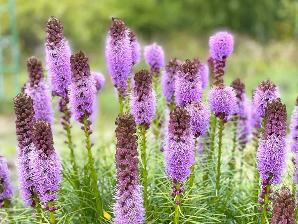 Güzel çiçekler Liatris spicata, çiçekli arka plan