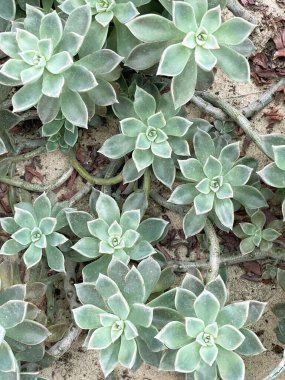 Bahçedeki kumda süzülen sulu bitkiler.