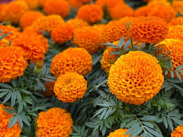 Beautiful marigold flower in garden — Stock Photo, Image