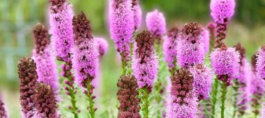 Bahçedeki uzun leylak çiçekleri. Liatris spicata.