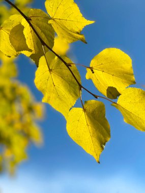 Sarı yapraklar mavi gökyüzüne karşı. Sonbahar sarı yaprak doğa arkaplanı.