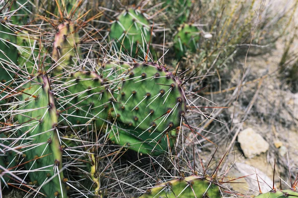 Cacto Com Espinhos Seu Ambiente Natural Planta Trpichensky Que Cresce — Fotografia de Stock