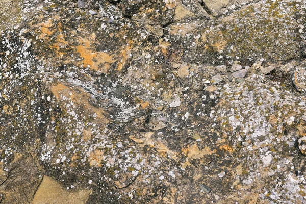Лишайники Мох Камне Поверхность Серого Камня Трещинами — стоковое фото