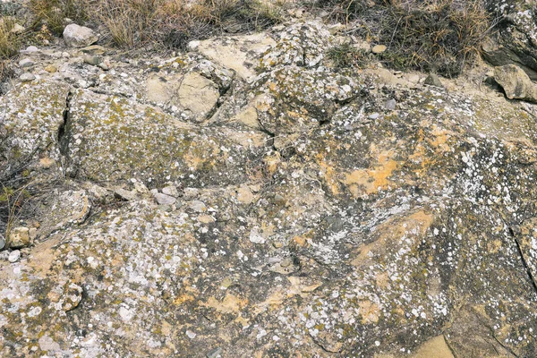 Flechten Und Moos Auf Dem Stein Die Oberfläche Eines Grauen — Stockfoto