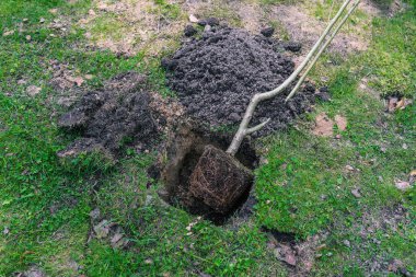 Toprağa ağaç dikiyorum. Kökleri olan genç bir bitki. Toprağa bir tohum ekiyorum. Doğa, çevre ve ekoloji. Ülkede çalışmak