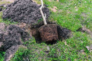 Kökleri olan genç bir bitki. Toprağa bir ağaç dikiyorum. Doğa ve çevre. Ekoloji ve bahçıvanlık kavramı. Orman restorasyonu
