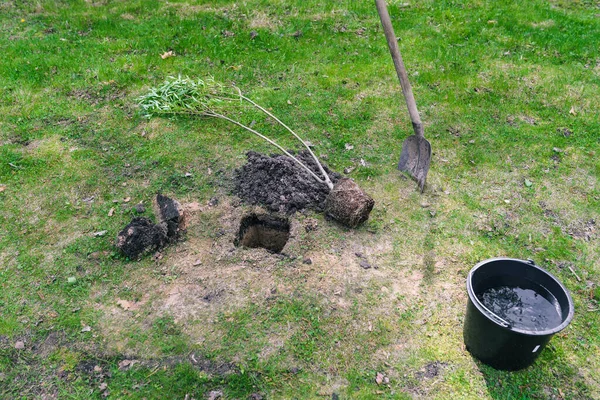 Planter un arbre. Un jeune arbre, une pelle et un seau pour arroser la plante. Concept d'écologie et de reforestation. Plantation verte dans le parc. Photos De Stock Libres De Droits